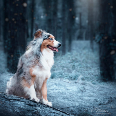 Photographe au Touquet pour votre chien