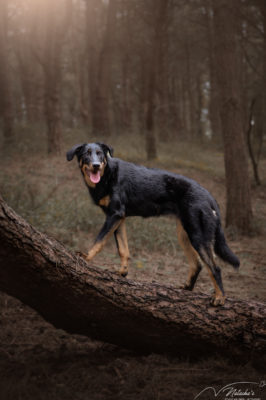 Séance photo avec vos animaux dans les Hauts-de-France