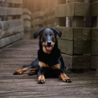 Séance photo pour vos animaux au Touquet (62)