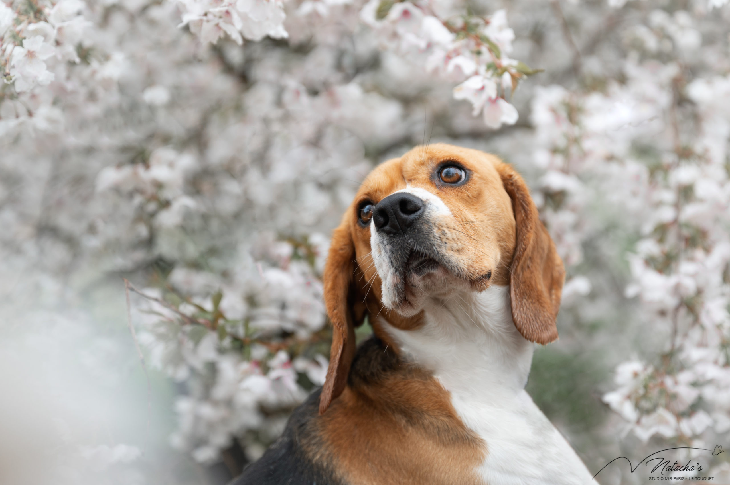 Photographe pour votre chien au Touquet
