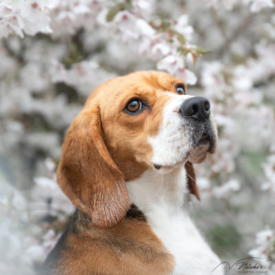 Photographe pour votre chien au Touquet