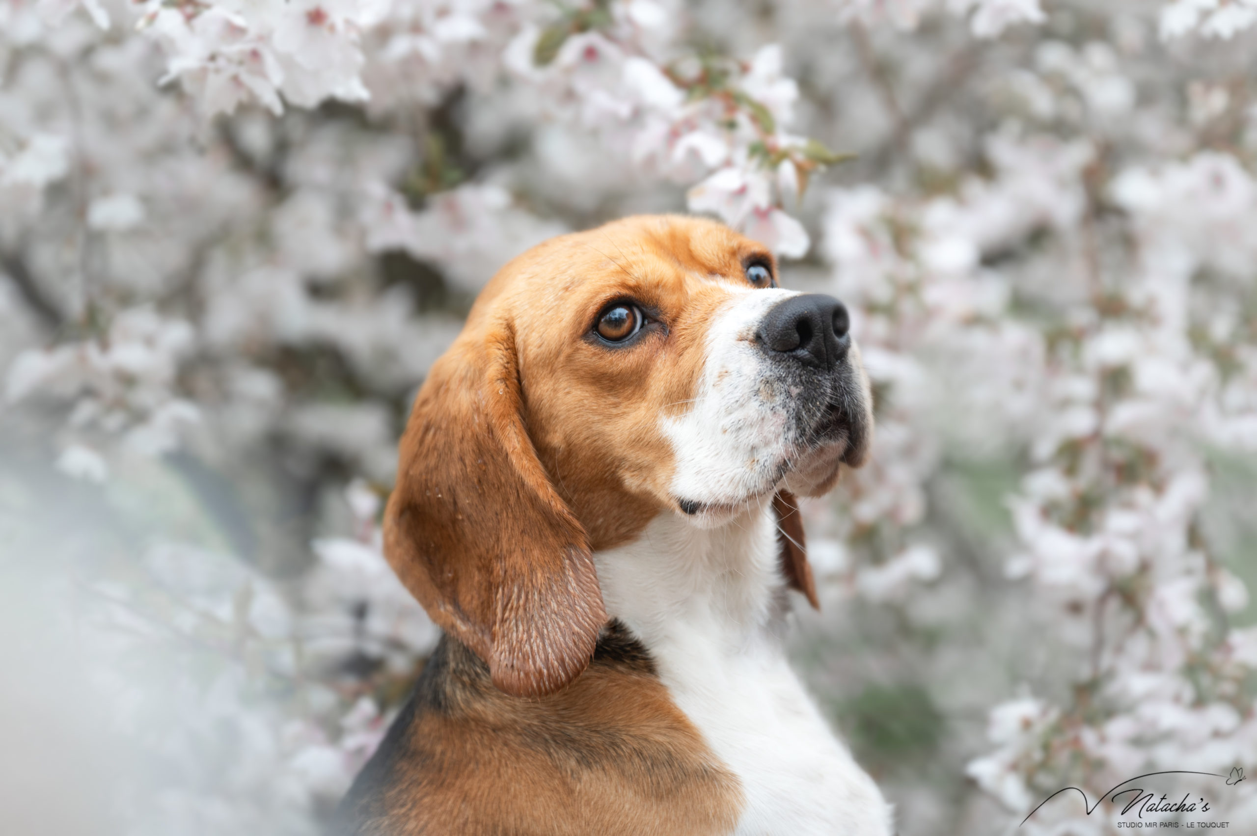 Photographe pour votre chien au Touquet