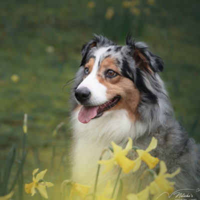 Photographe chien au Touquet-Paris-Plage