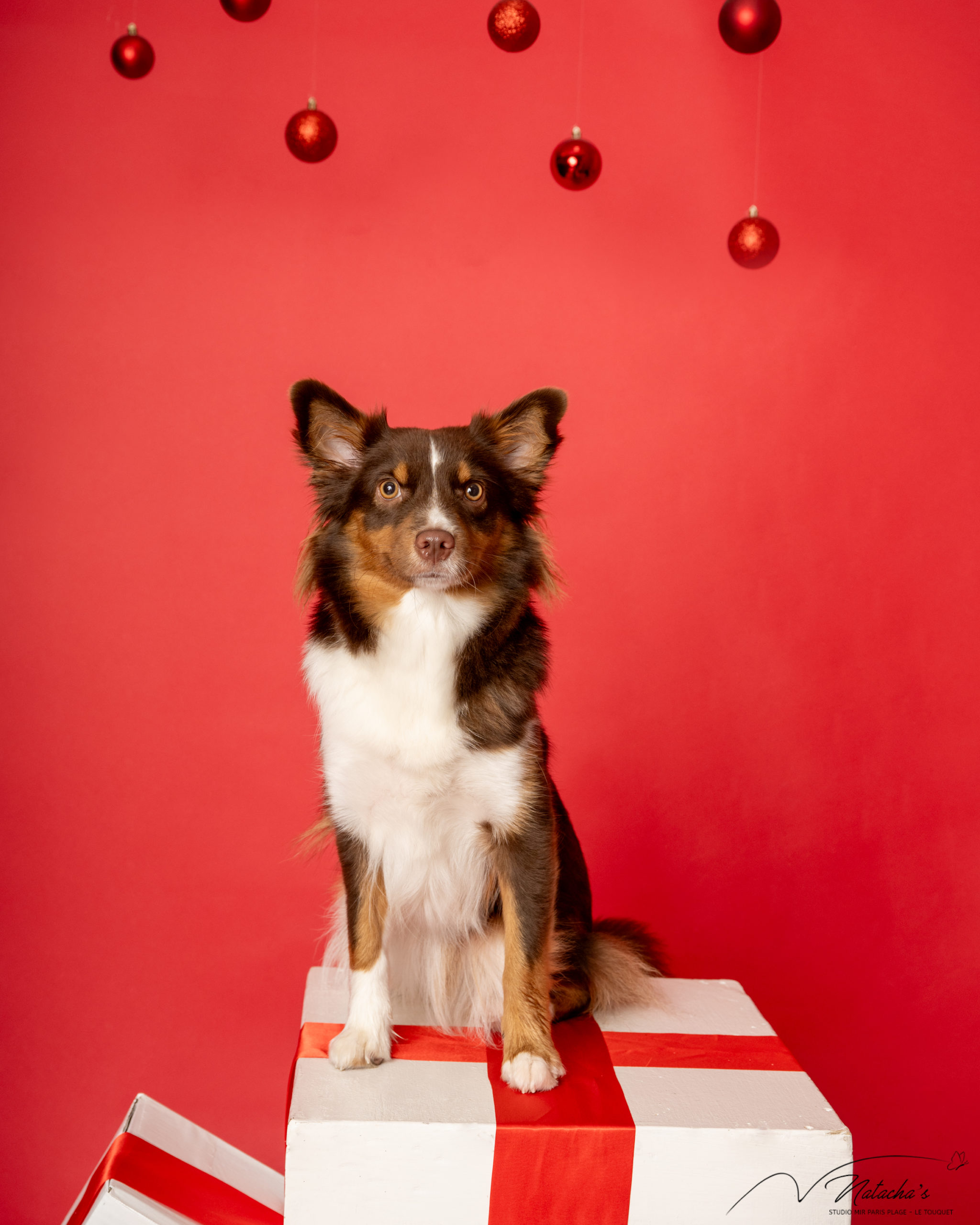 Photographe Noël au Touquet pour votre animal