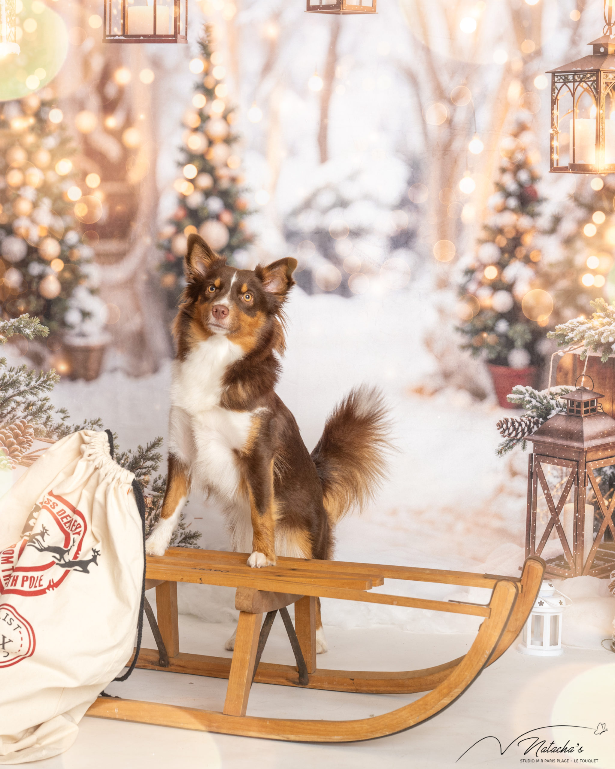 Séance photo Noël avec chien au Touquet