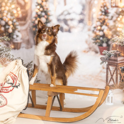 Séance photo Noël avec chien au Touquet