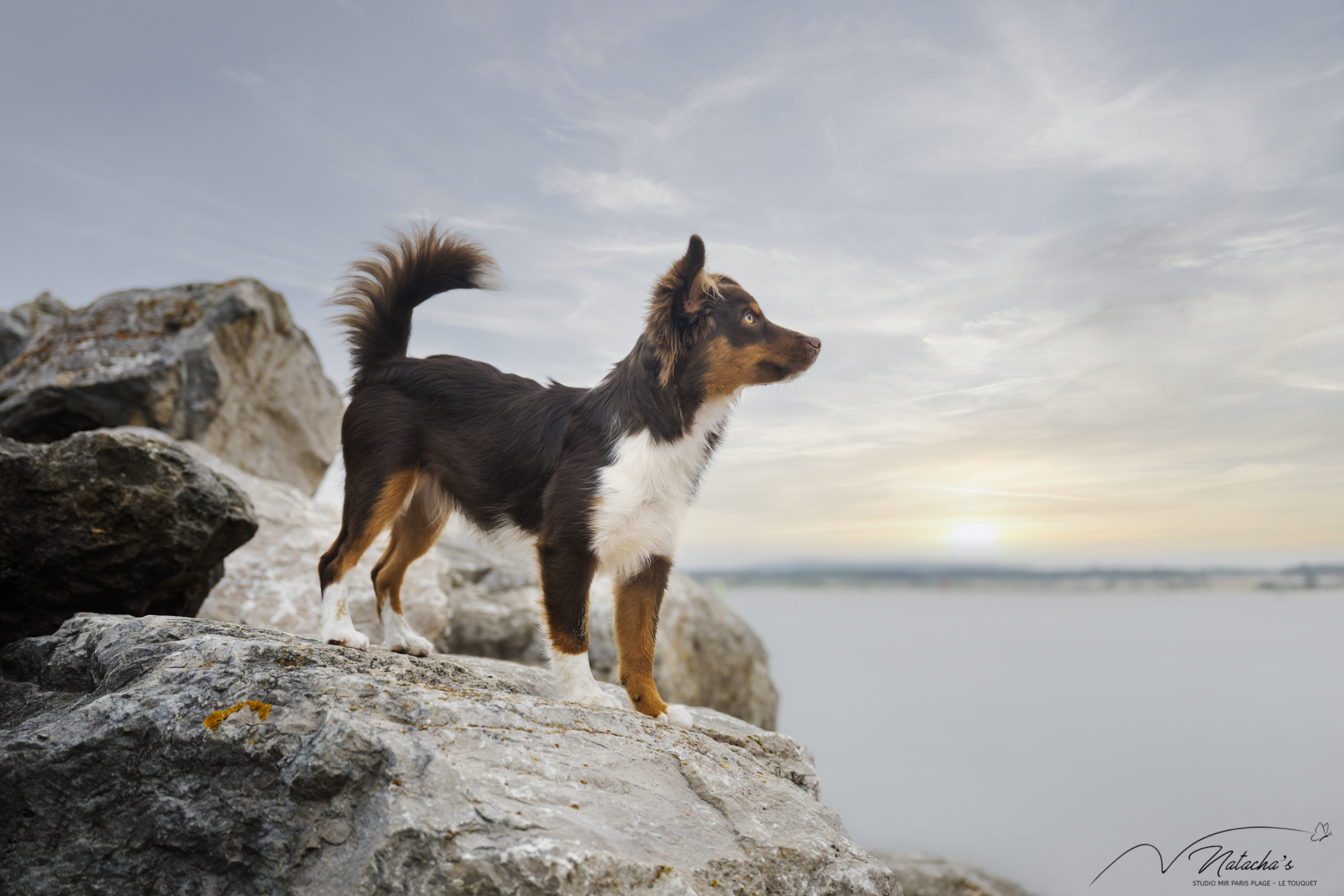 Photos sur la plage avec son chien au Touquet