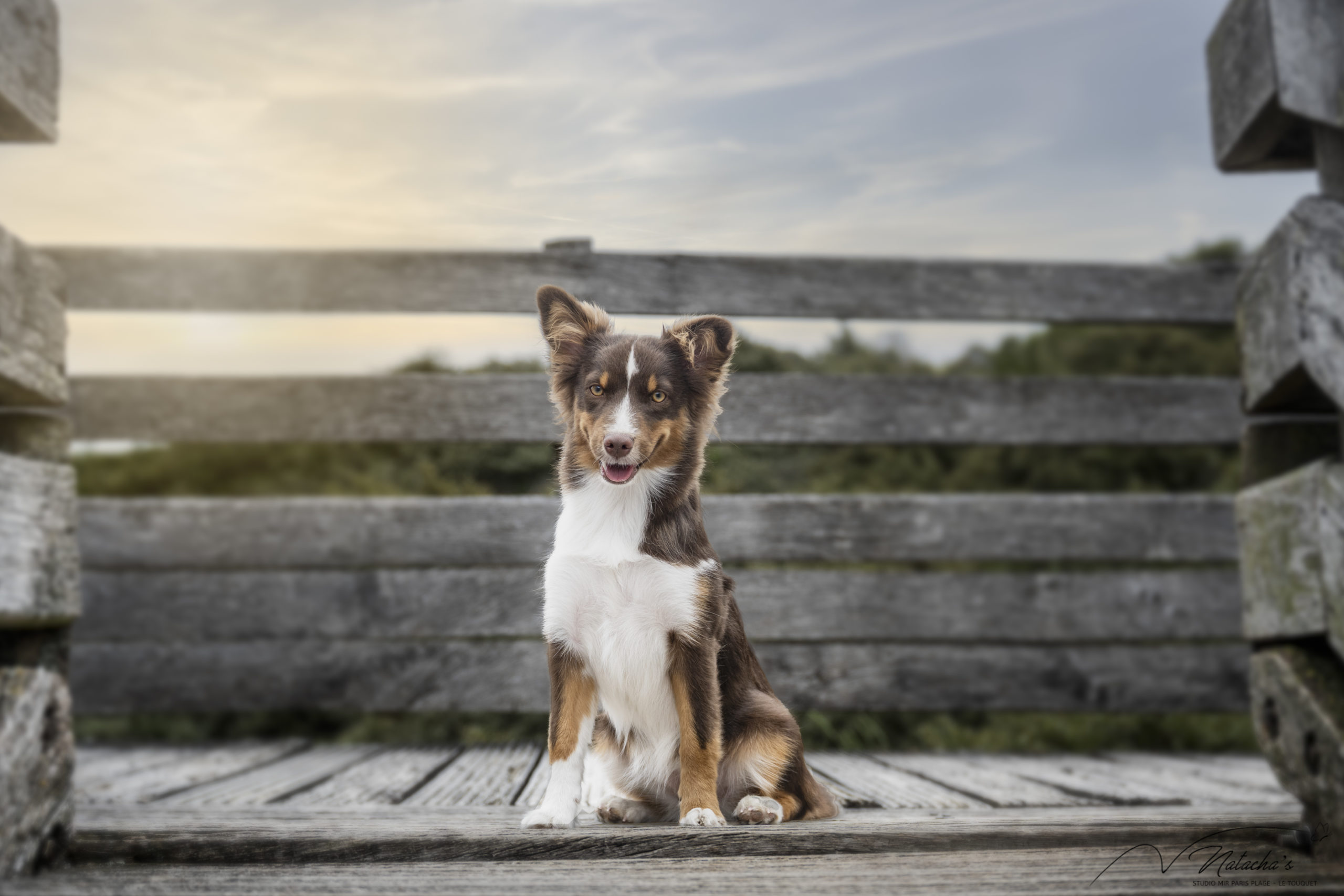 Shooting sur la plage avec son chien au Touquet